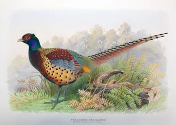 Phasianus Decollatus, 1906-7